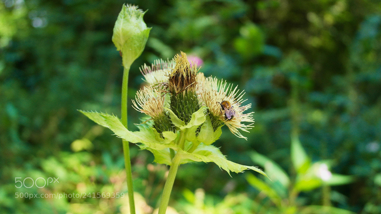 Samsung NX1000 sample photo. The bees knees photography