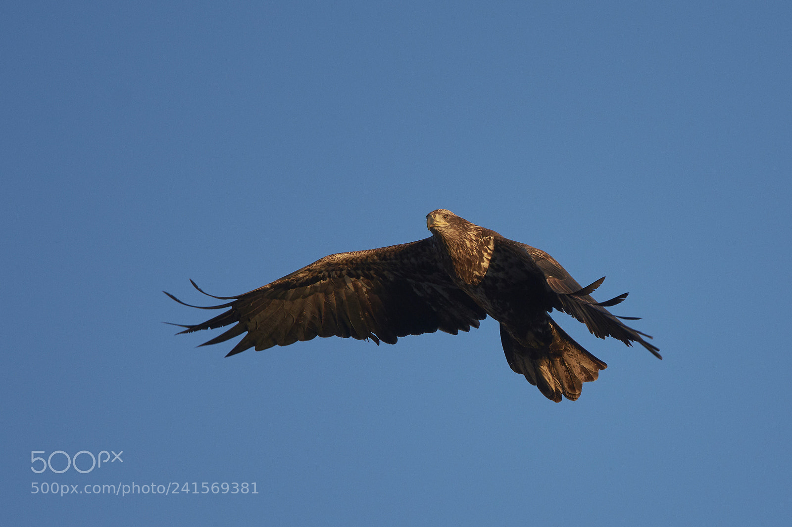 Nikon D7200 sample photo. Bald eagle photography
