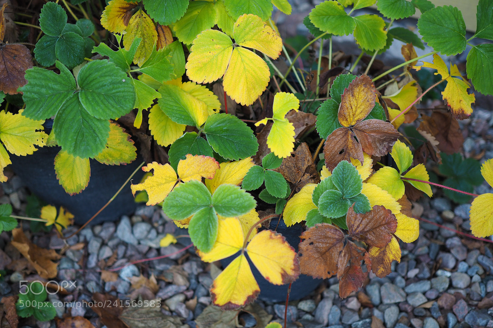 Olympus OM-D E-M10 II sample photo. Colorful strawberry plant. photography