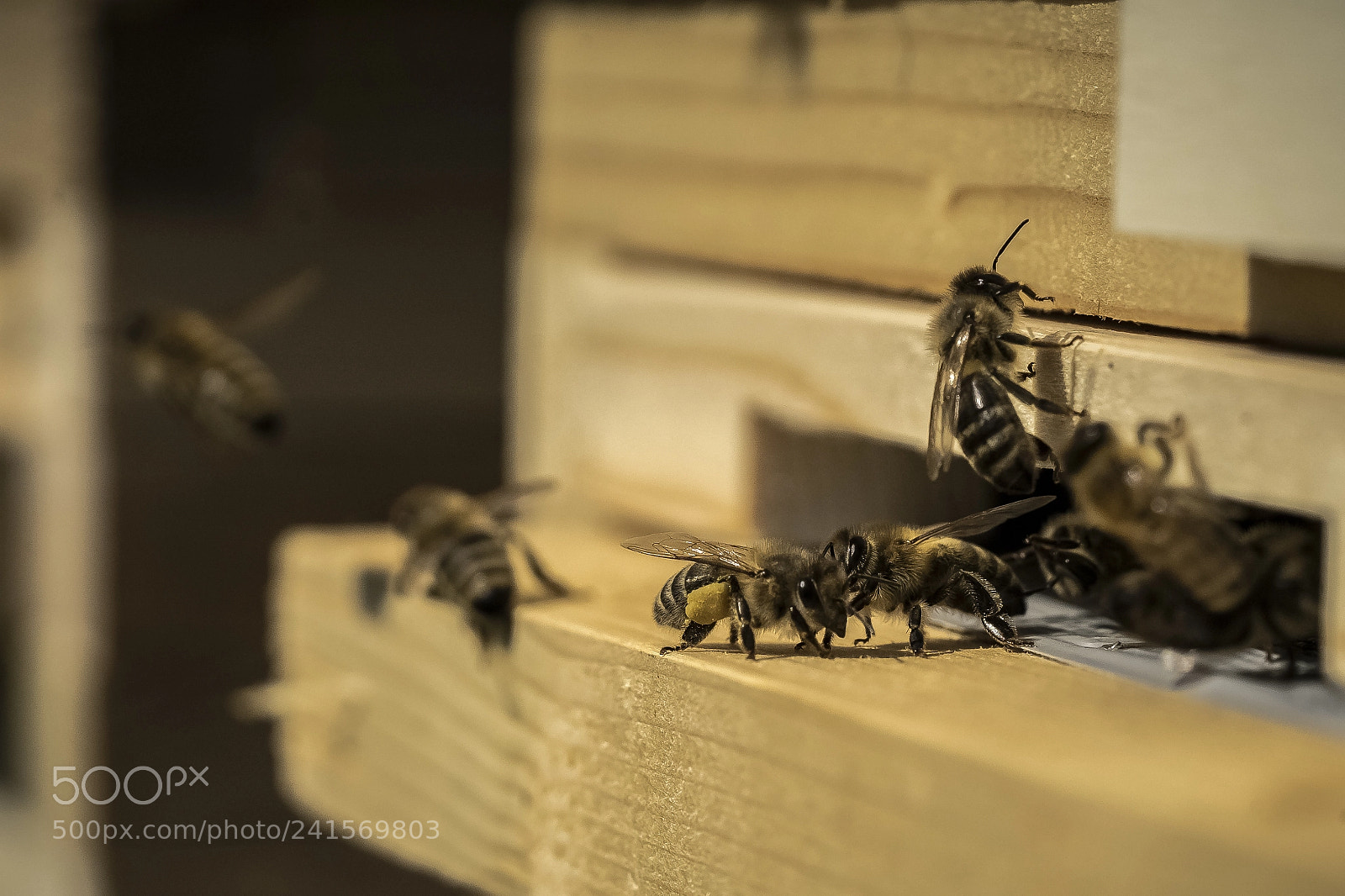 Sony a7 II sample photo. Honey makers photography