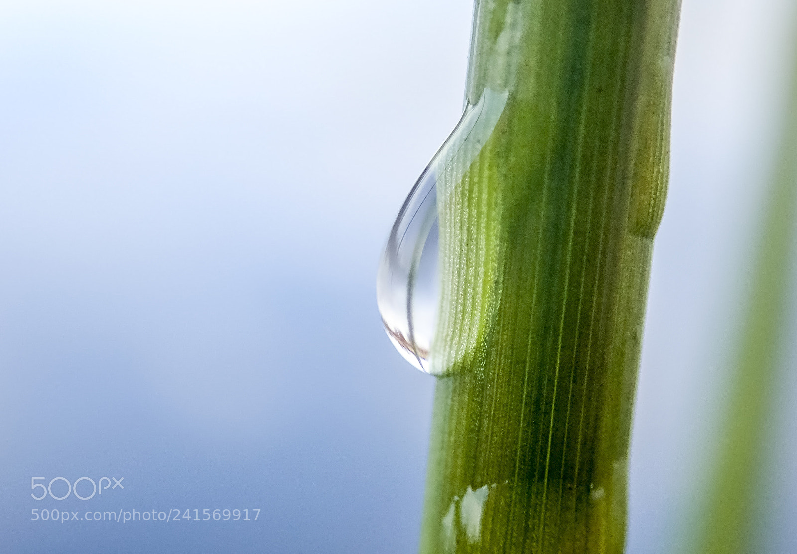 Olympus TG-5 sample photo. Rain photography