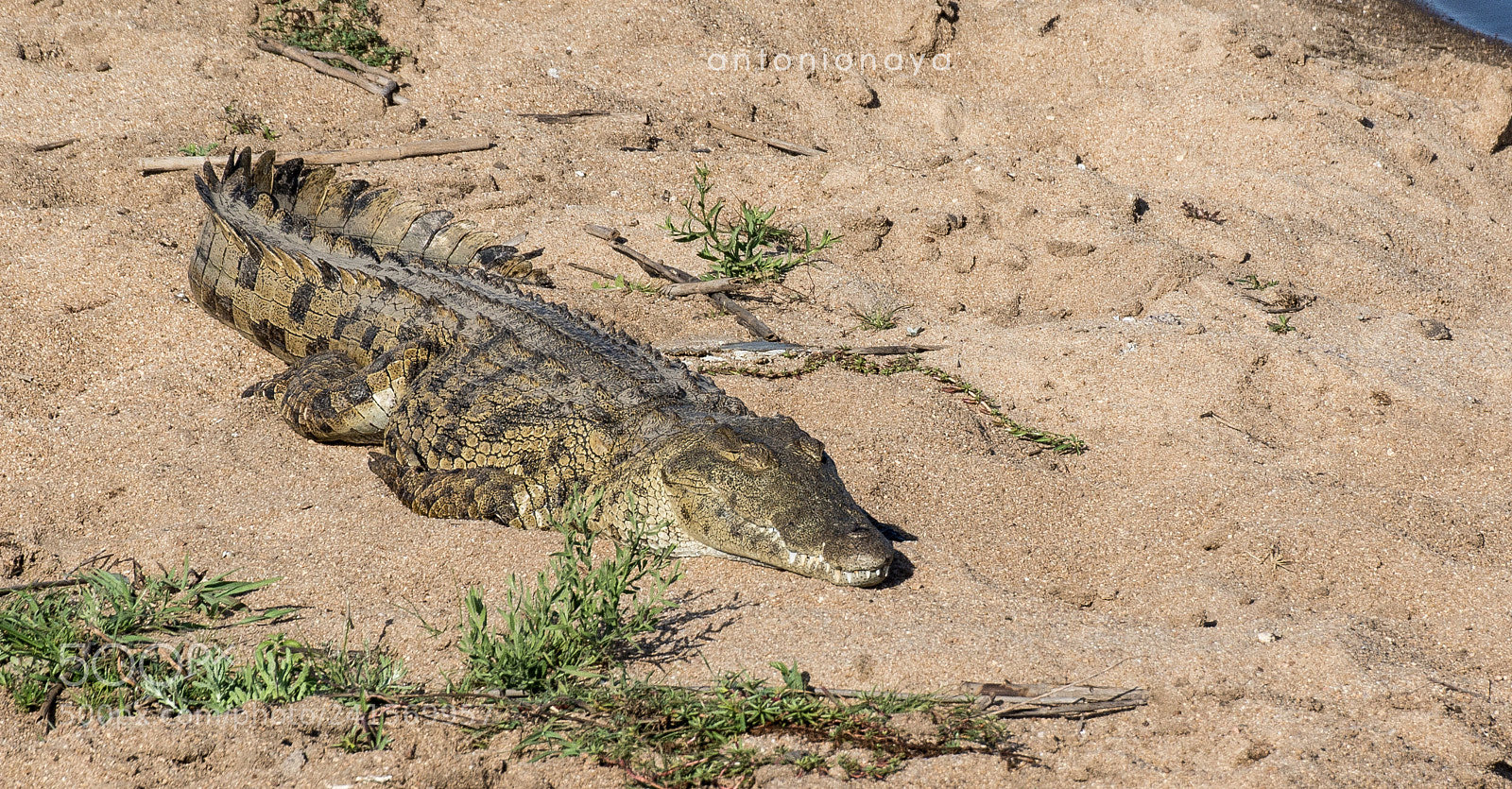 Nikon D7100 sample photo. Cocodrilo, kruger pn. sud photography