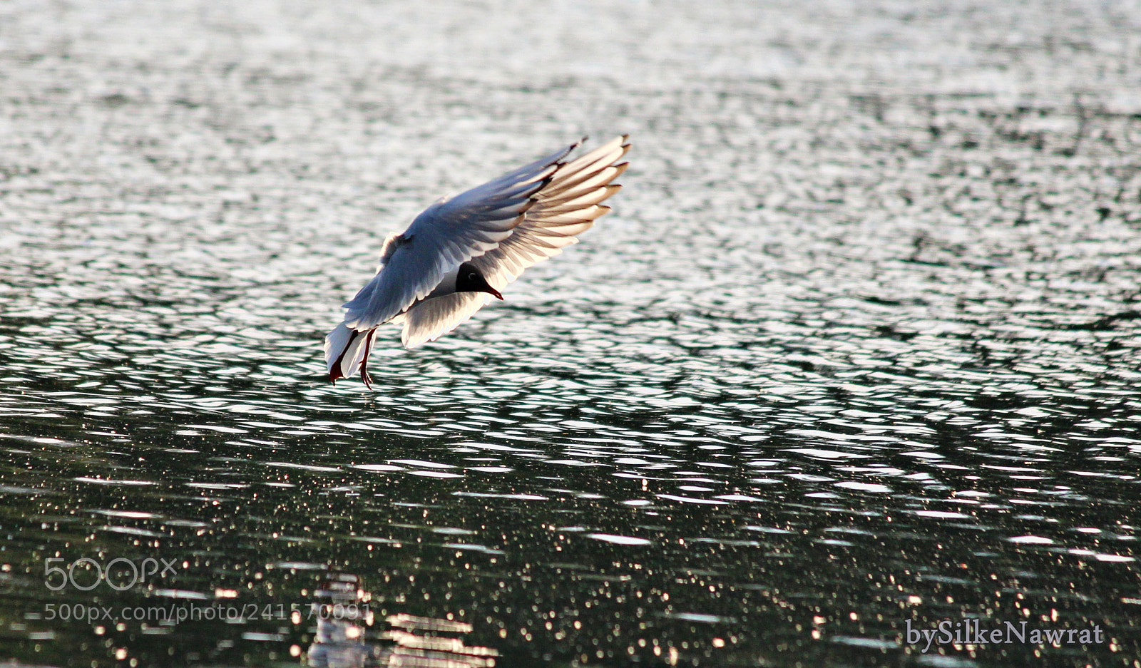 Canon EF-S 55-250mm F4-5.6 IS II sample photo. Flying like a bird photography