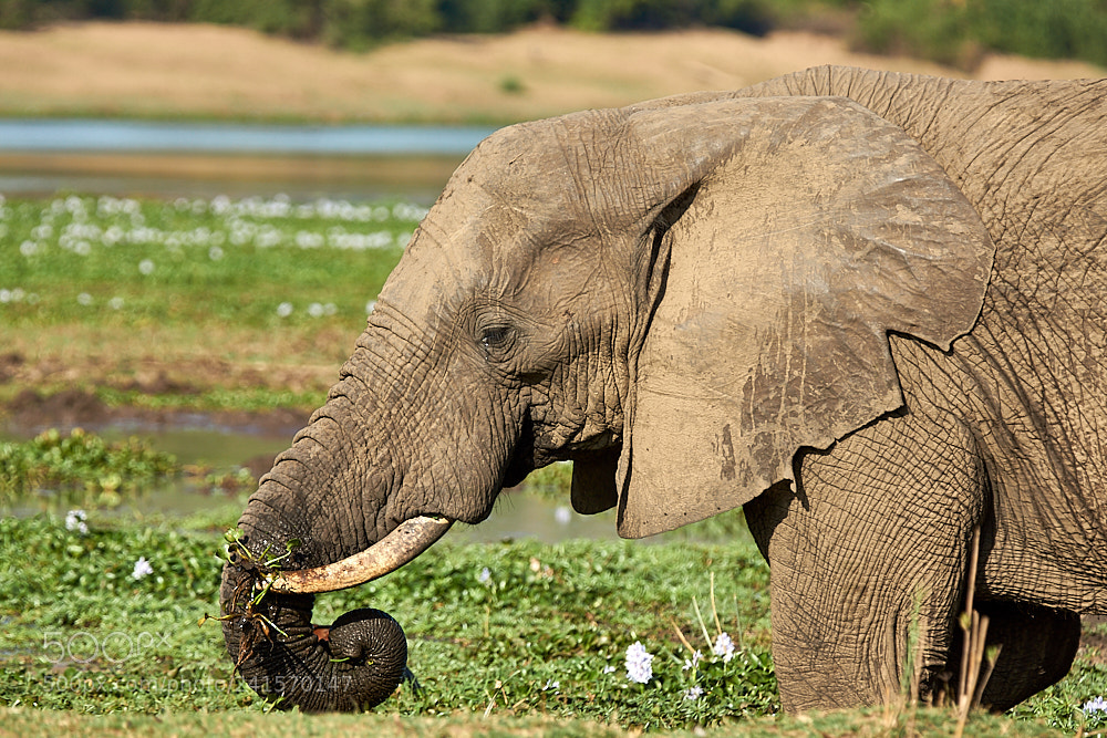 Sony SLT-A77 sample photo. Elephant photography