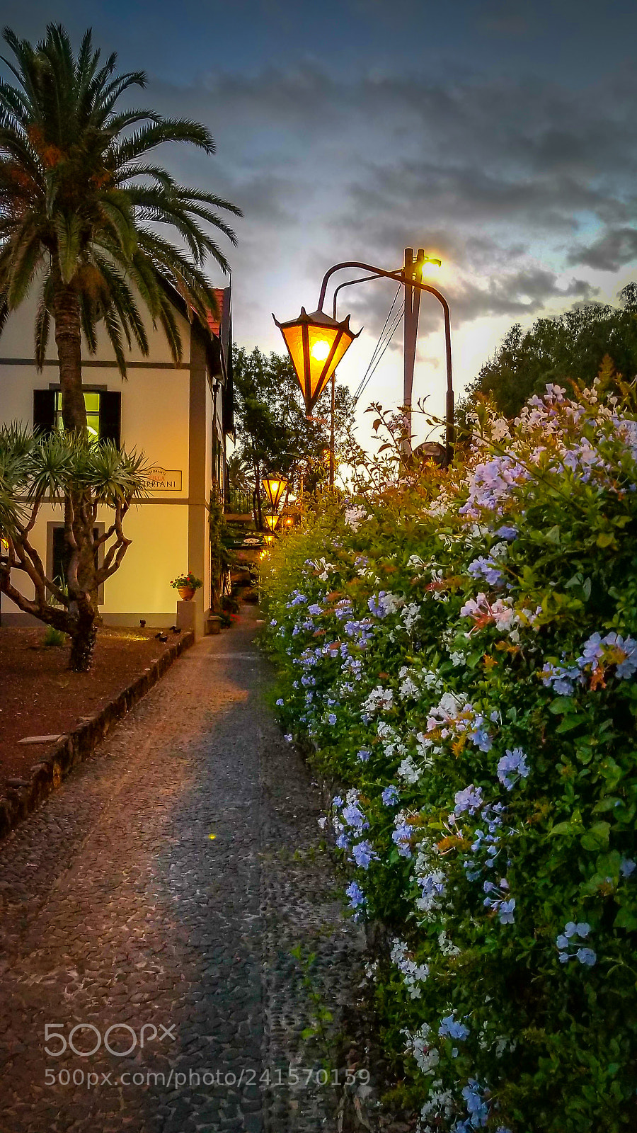 Samsung Galaxy S8 sample photo. Flower path photography