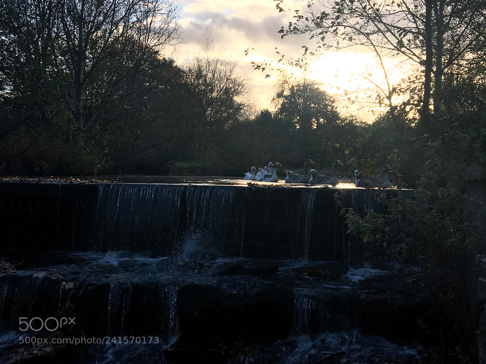 Apple iPhone 6s Plus sample photo. Ducks on the water photography