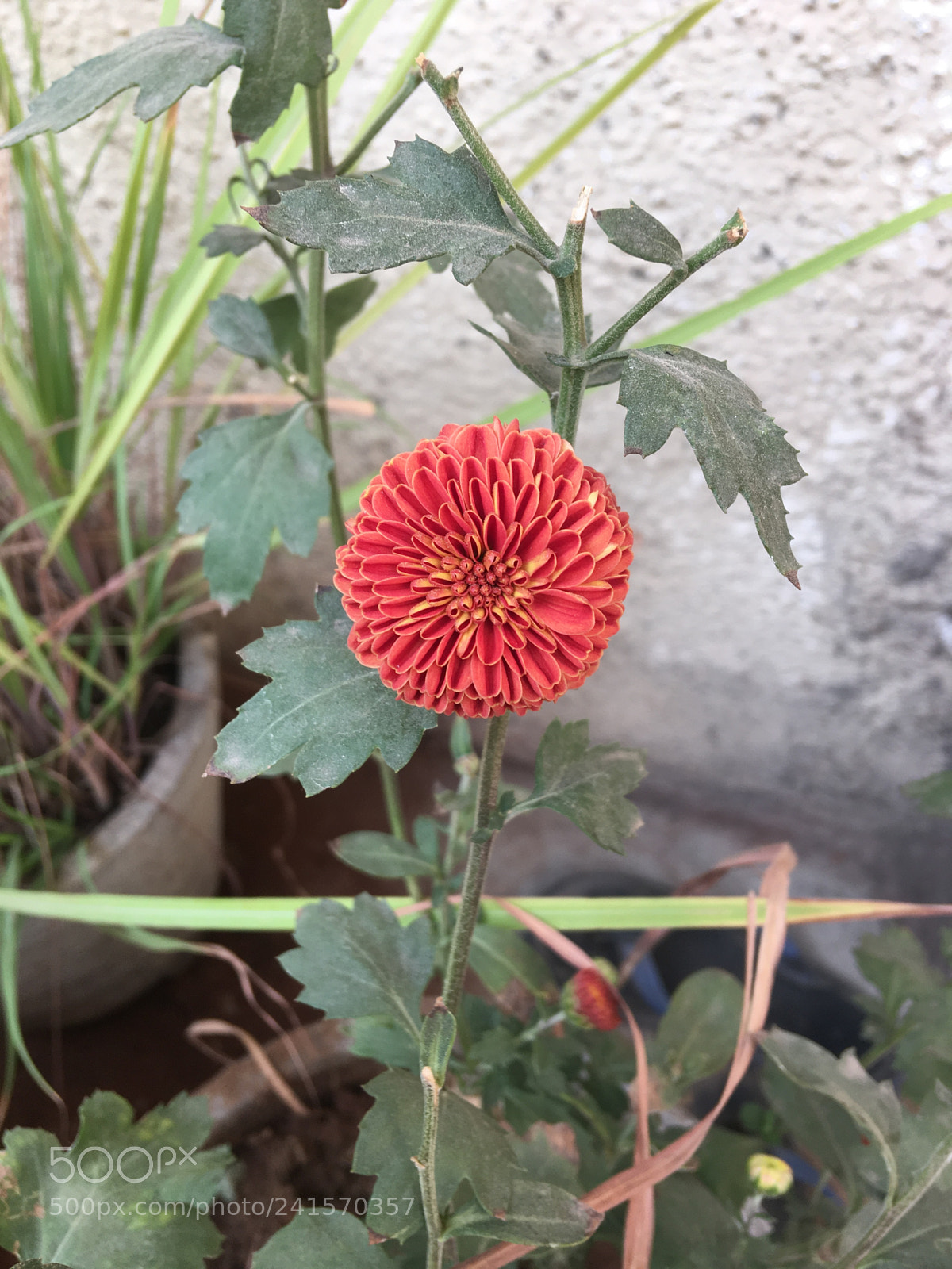 Apple iPhone SE sample photo. Beautiful red flower in photography