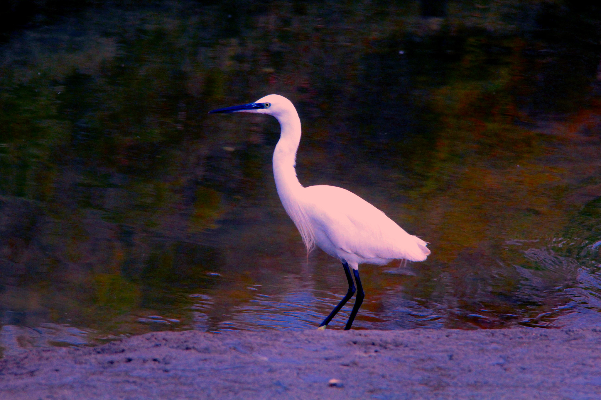 Sigma 150-500mm F5-6.3 DG OS HSM sample photo. Img photography