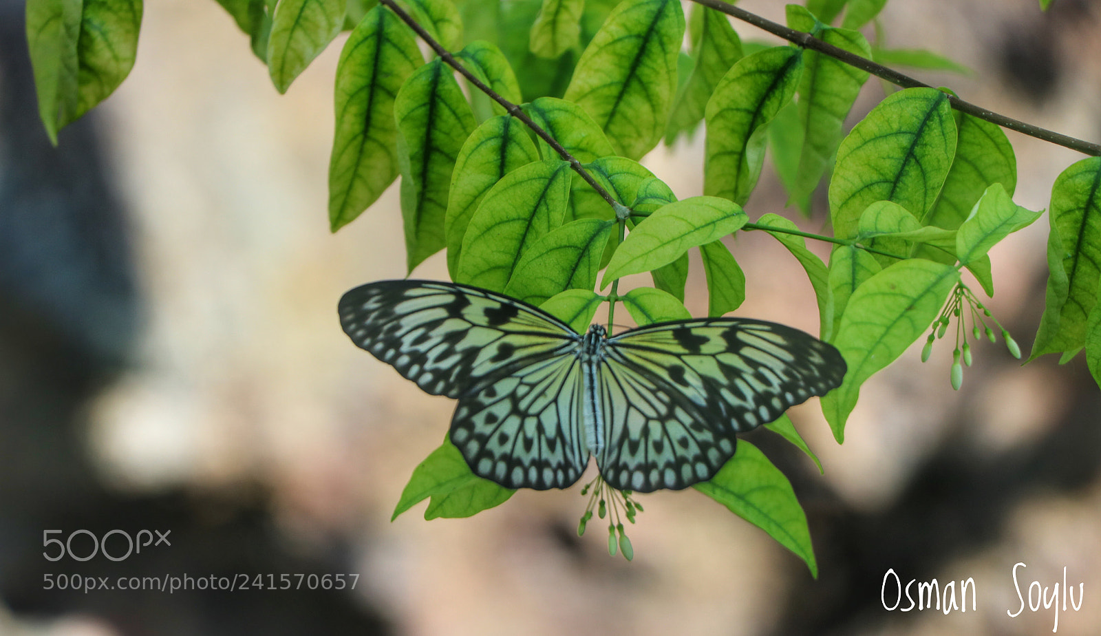 Canon EOS 760D (EOS Rebel T6s / EOS 8000D) sample photo. Butterfly... photography