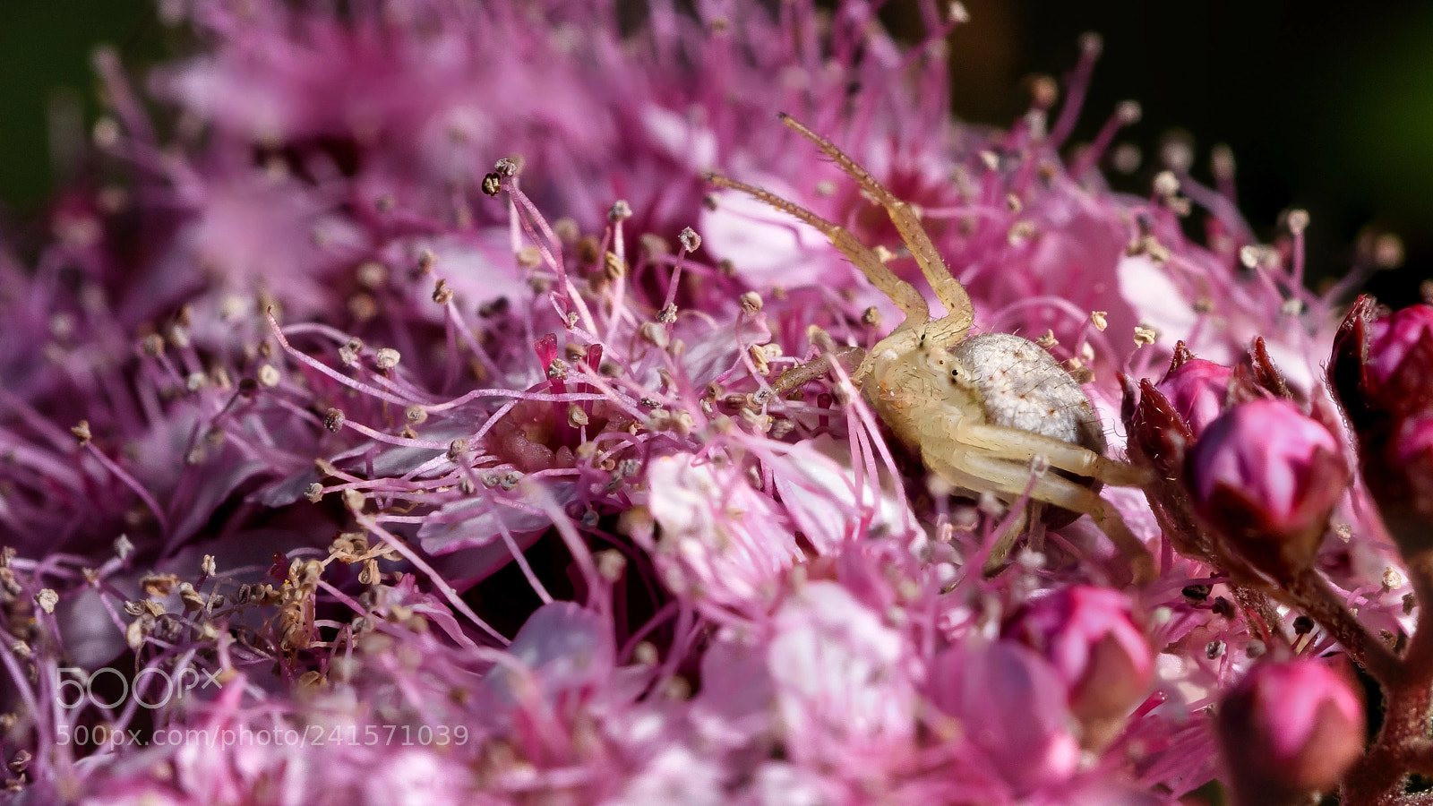 Nikon D7200 sample photo. Spider in rose photography