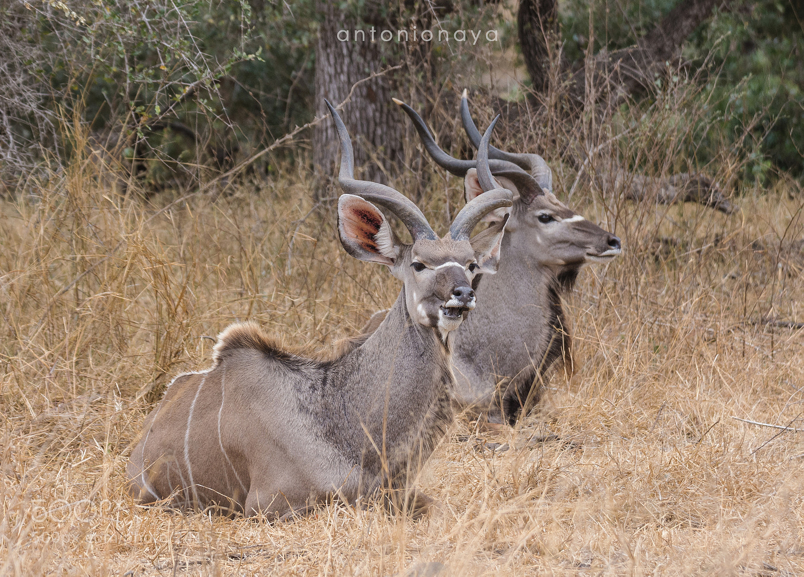 Nikon D7100 sample photo. Kudu,kruger pn.sud frica photography