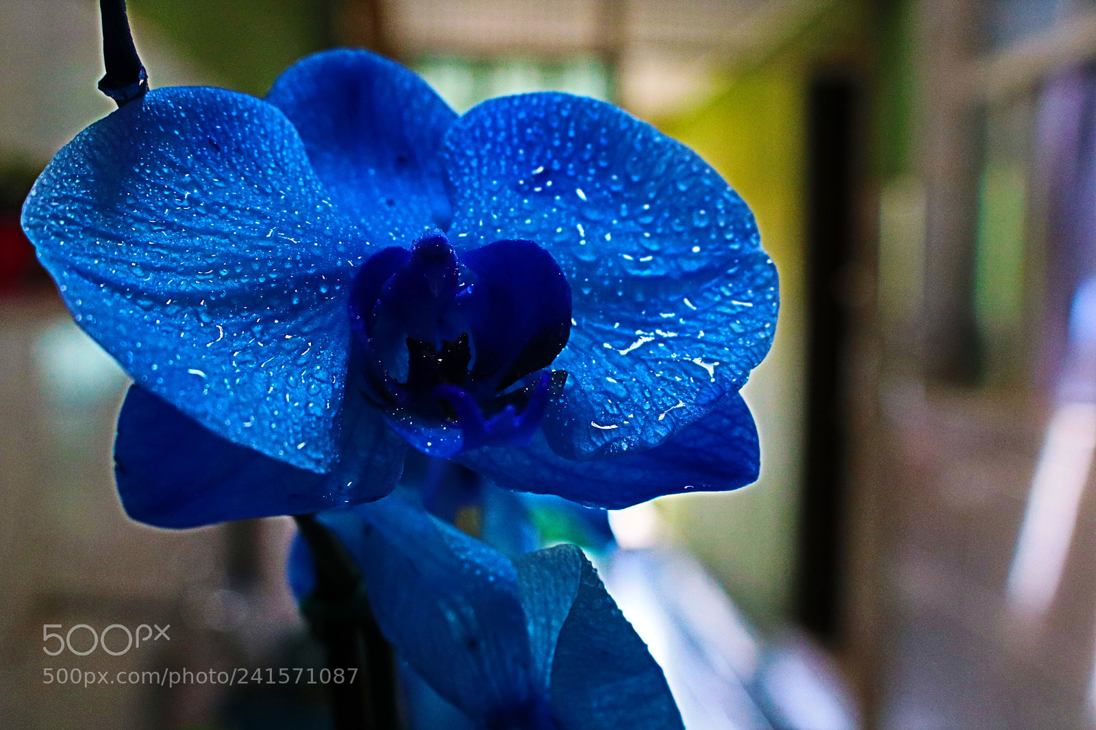 Canon EOS 750D (EOS Rebel T6i / EOS Kiss X8i) sample photo. Untitled photography