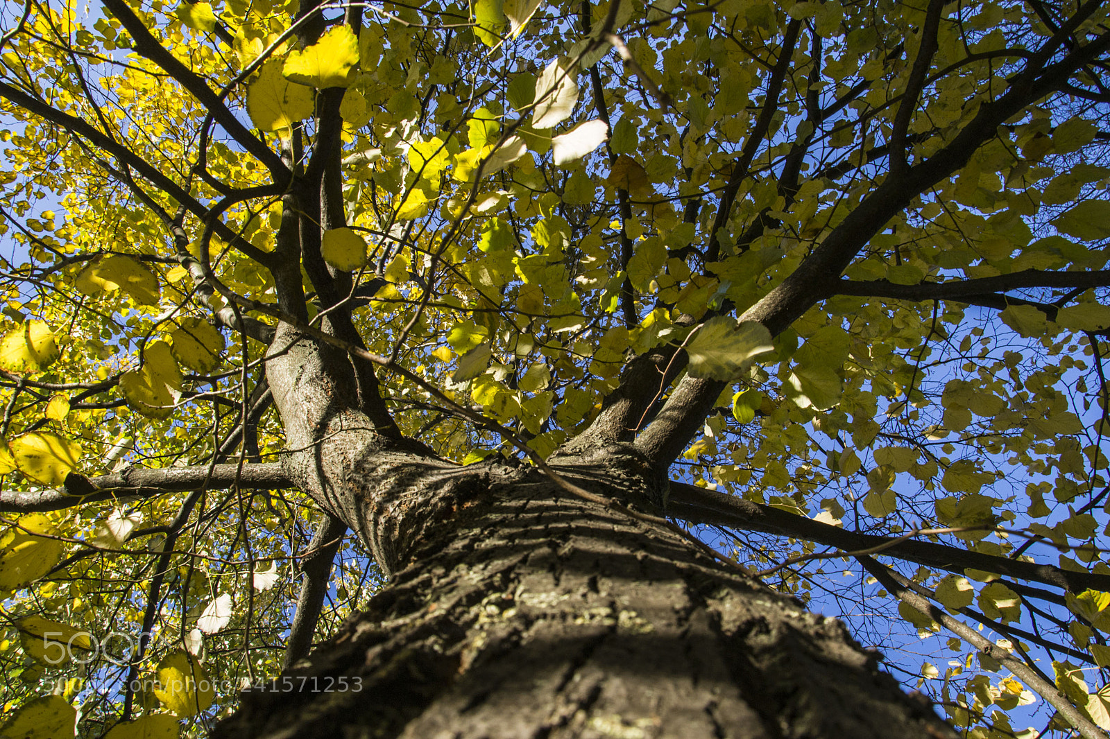 Nikon D3100 sample photo. Autumn tree photography