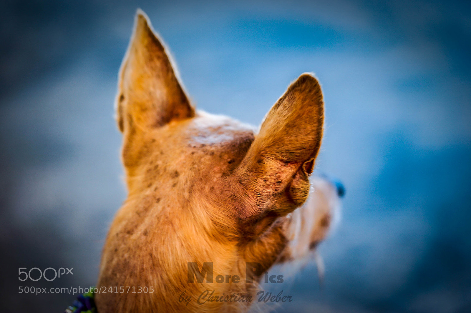 Sony a7 II sample photo. Look forward photography