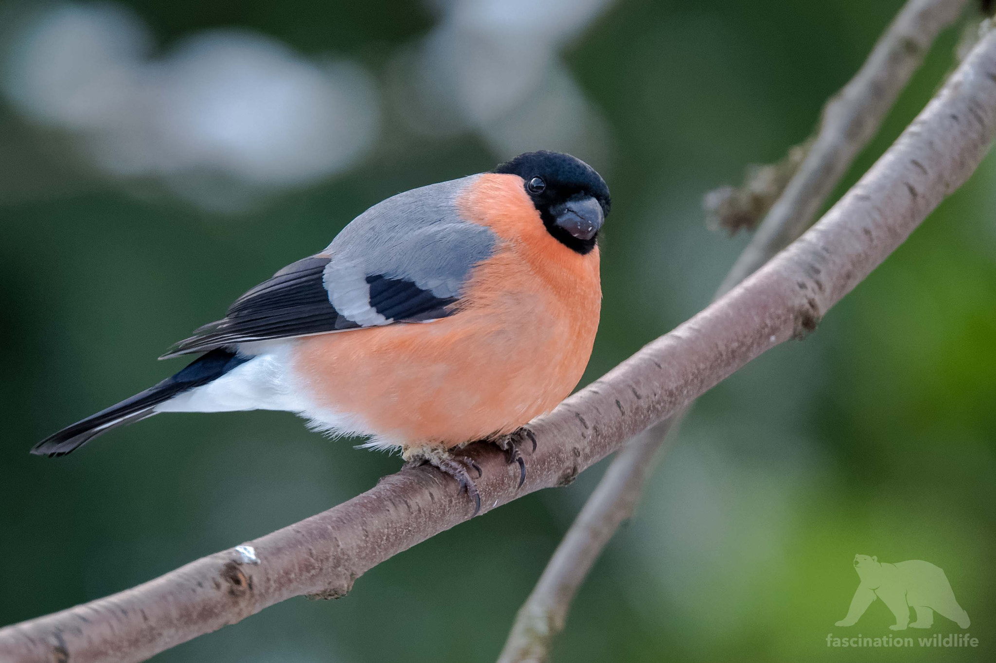 Sigma 150-600mm F5-6.3 DG OS HSM | S sample photo. Bullfinch photography