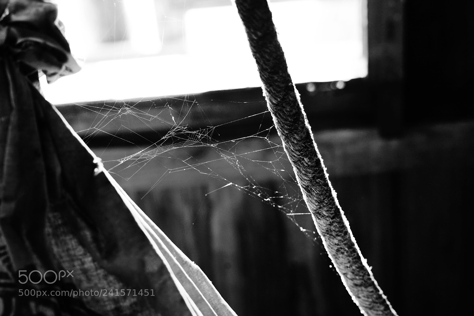 Sony a7 II sample photo. Charlotte photography