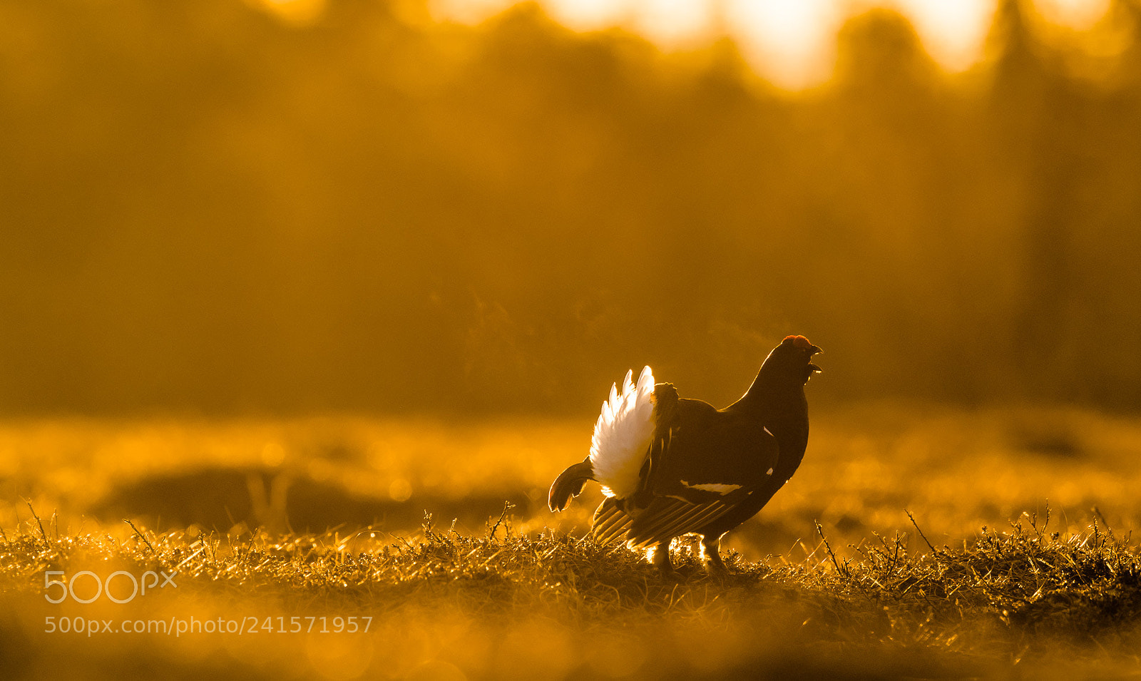 Nikon D5 sample photo. Early morning black grouse photography