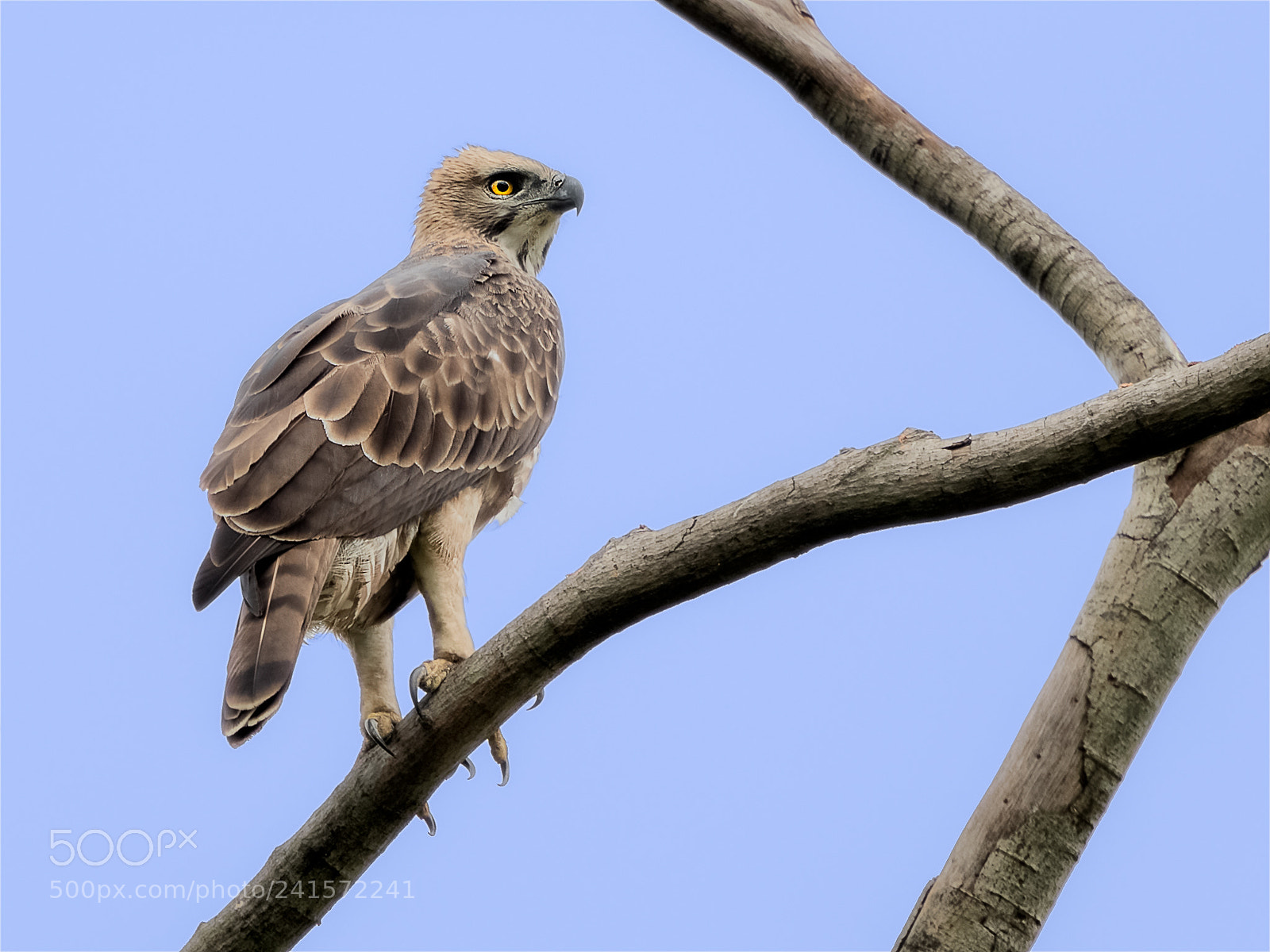 Nikon D850 sample photo. Changeable hawk-eagle @ yck photography