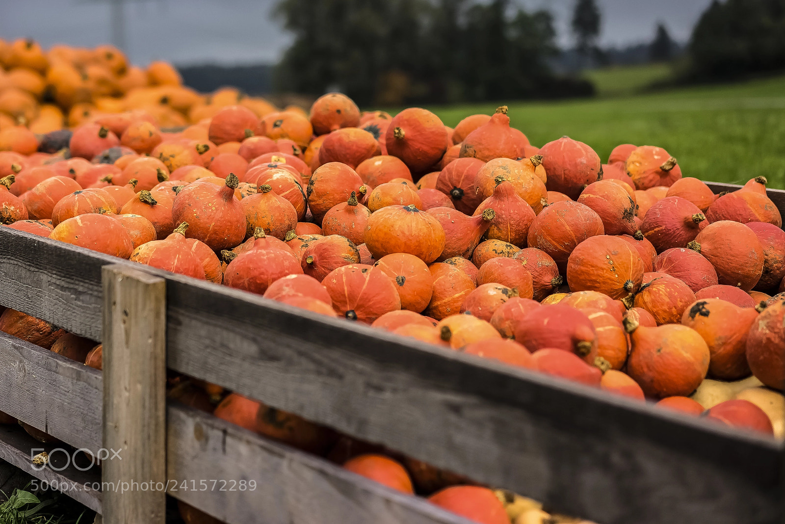 Sony a7R sample photo. Autumn() photography