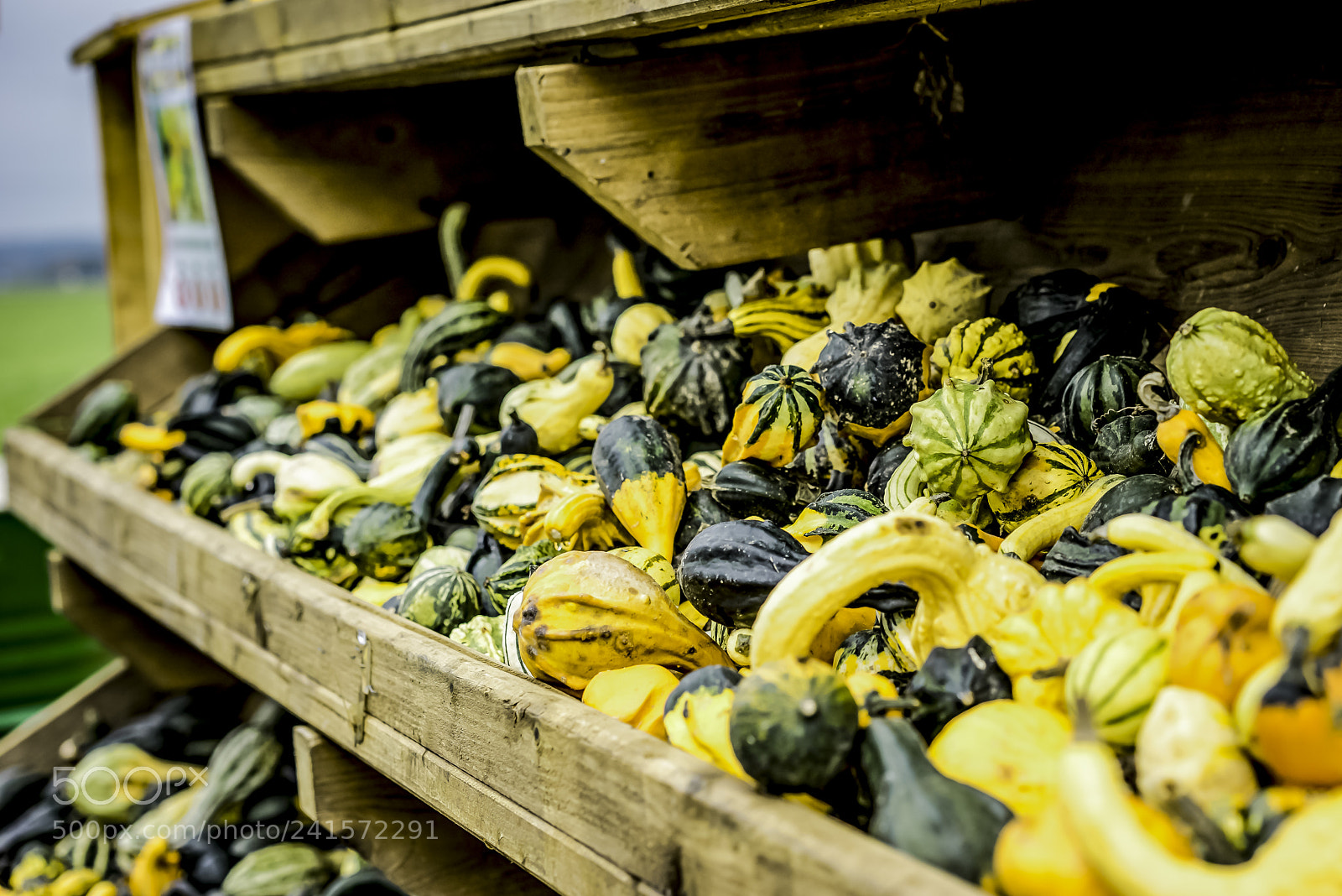 Sony a7R sample photo. Autumn () photography