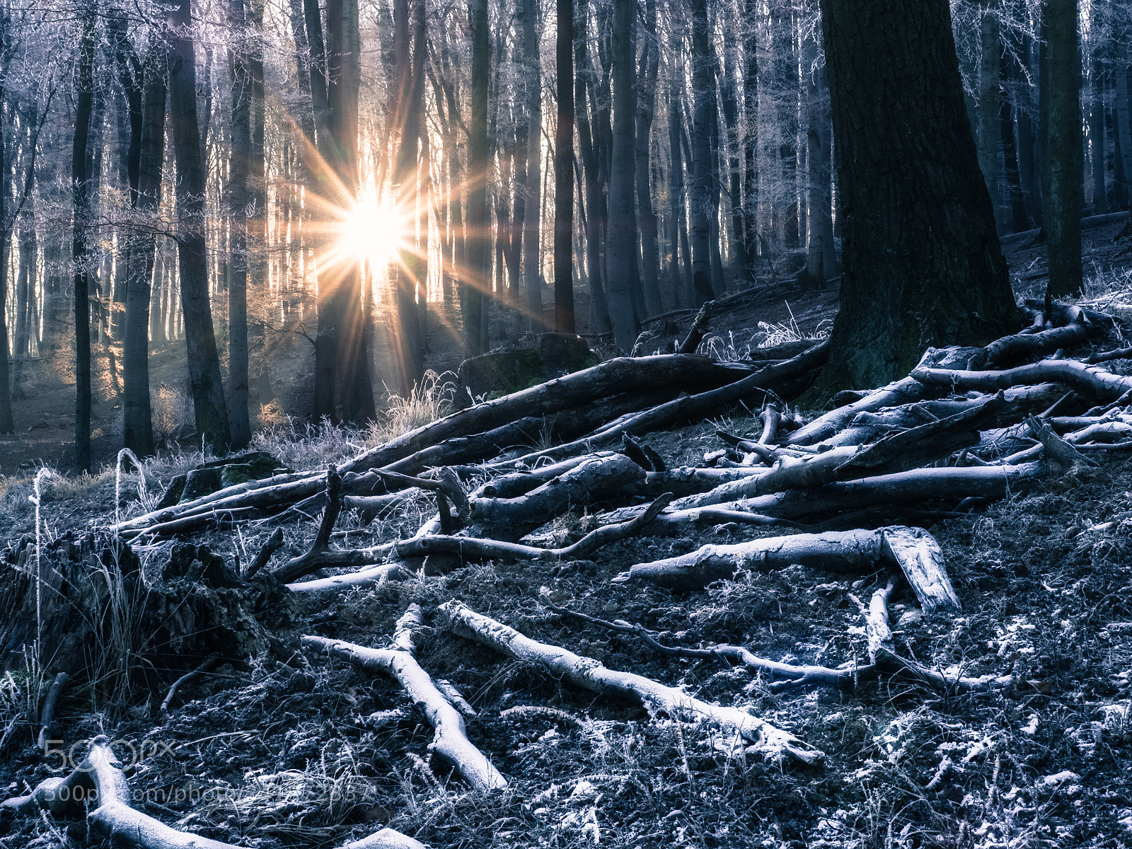 Olympus OM-D E-M5 II sample photo. Chaos in the cold photography