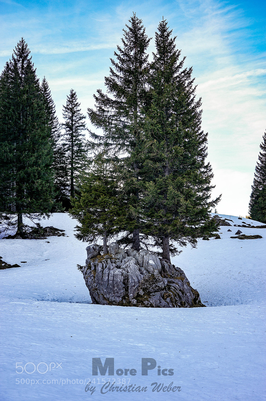 Sony a7 II sample photo. Trees photography