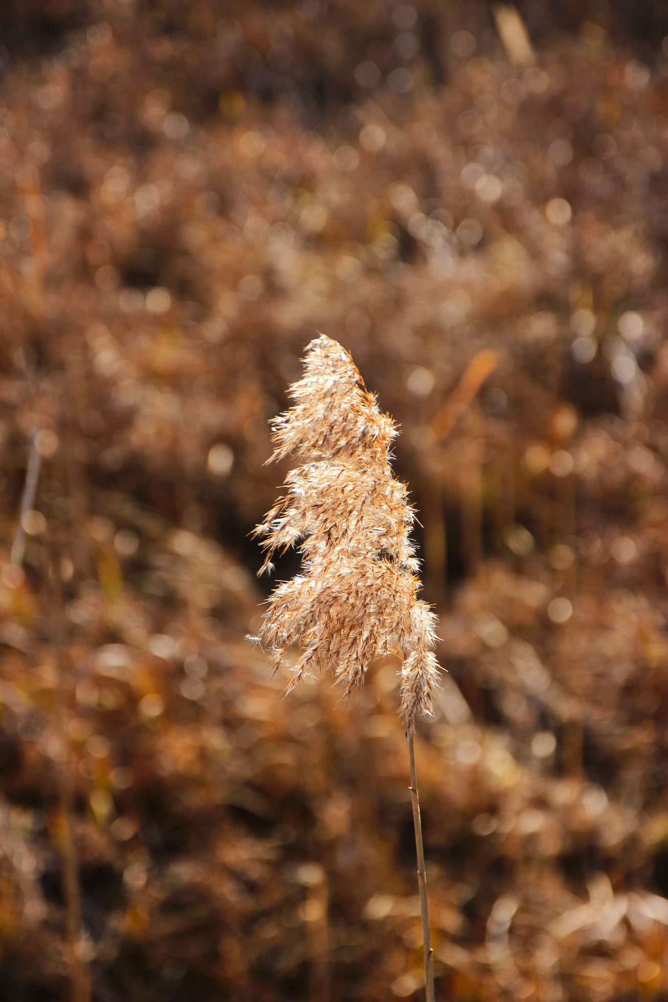 Canon EOS 600D (Rebel EOS T3i / EOS Kiss X5) + Sigma 17-70mm F2.8-4 DC Macro OS HSM sample photo. Golden flower photography