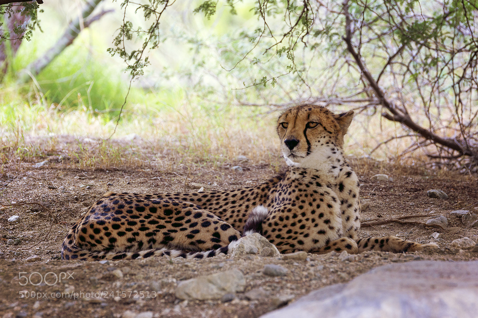 Canon EOS 60D sample photo. Cheetah - living desert photography