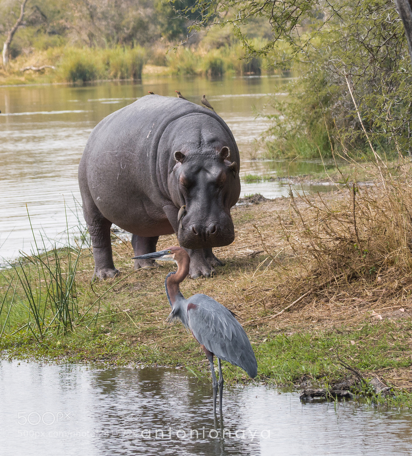 Nikon D7100 sample photo. Wildlife, kruger pn. sud photography