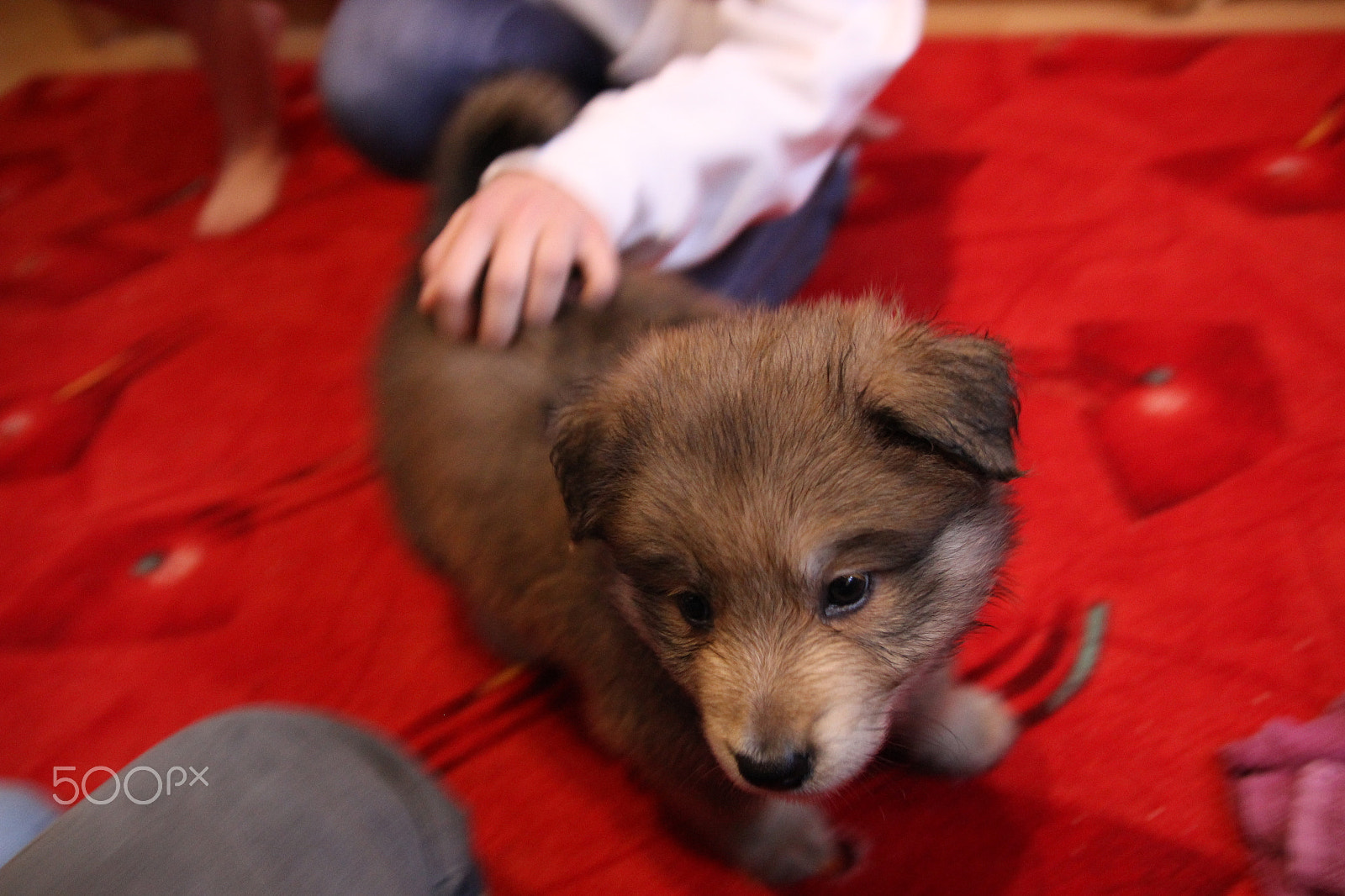 Canon EOS 600D (Rebel EOS T3i / EOS Kiss X5) sample photo. Pet small puppy photography