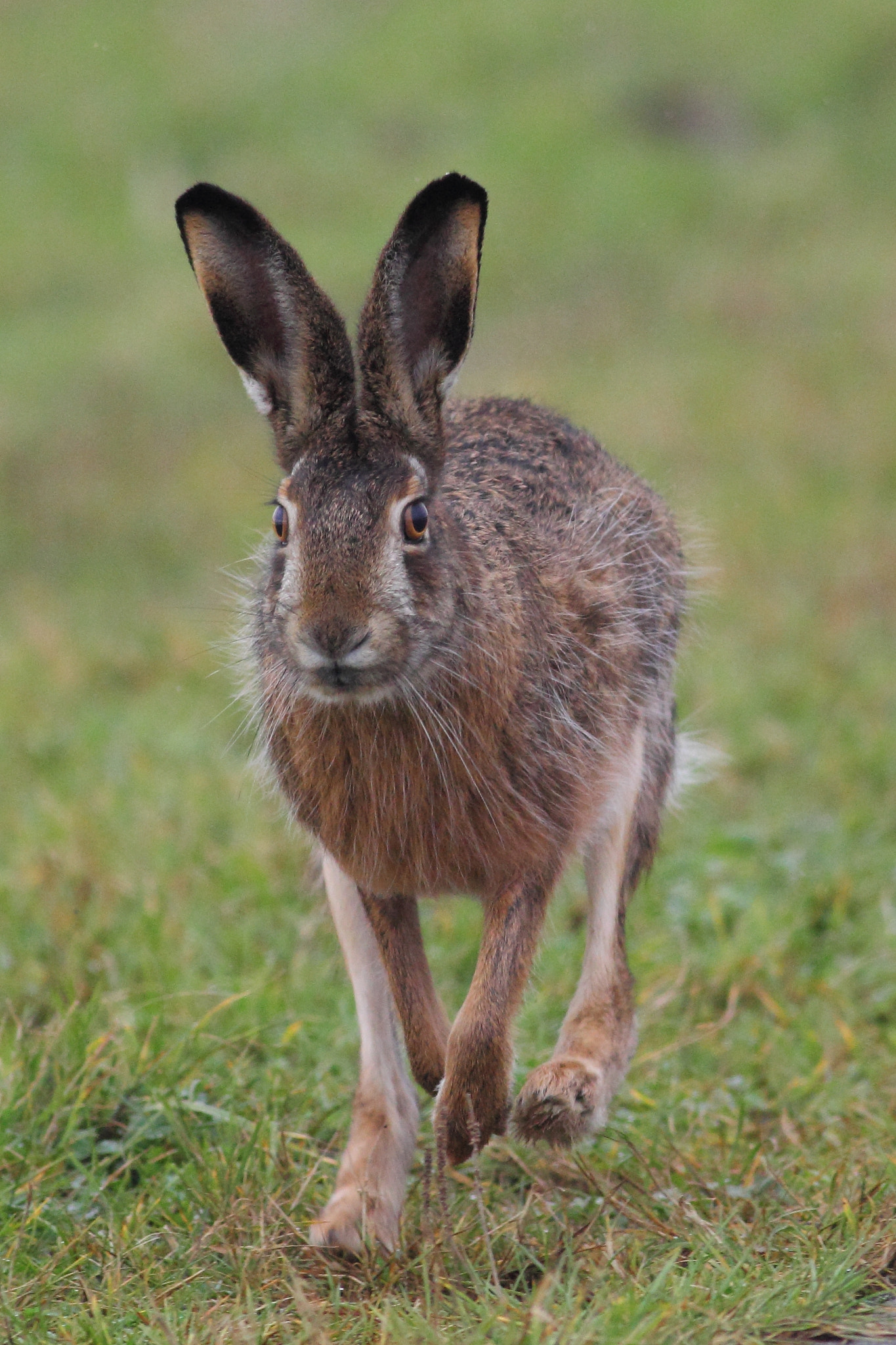 Canon EOS 60D + Canon EF 400mm F5.6L USM sample photo. European hare photography