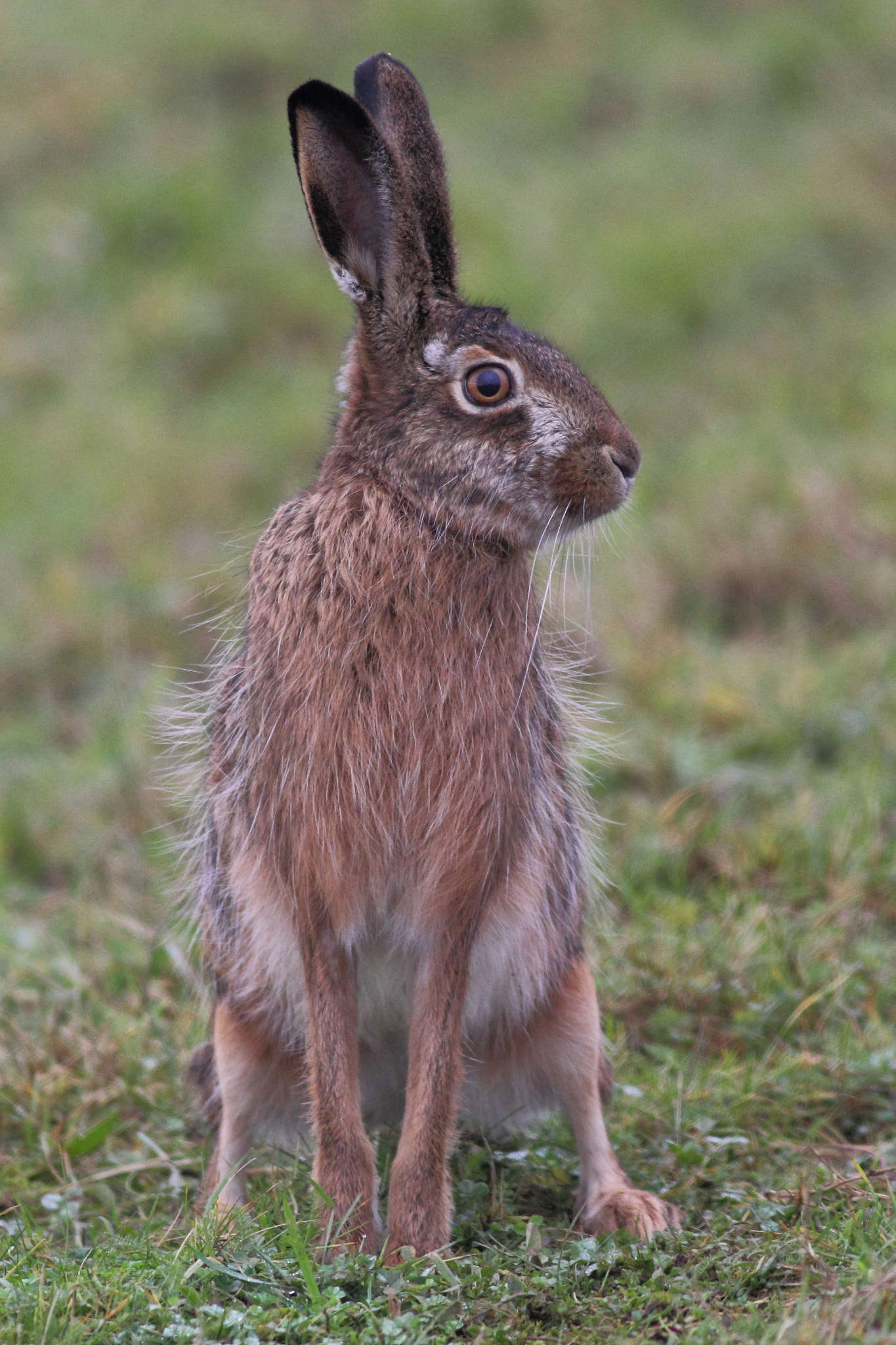 Canon EOS 60D + Canon EF 400mm F5.6L USM sample photo. European hare photography