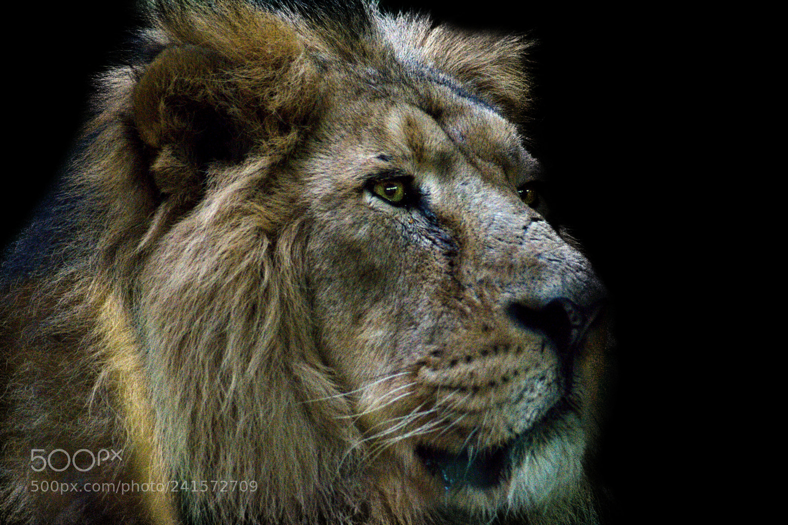 Nikon D3100 sample photo. Sohan photography