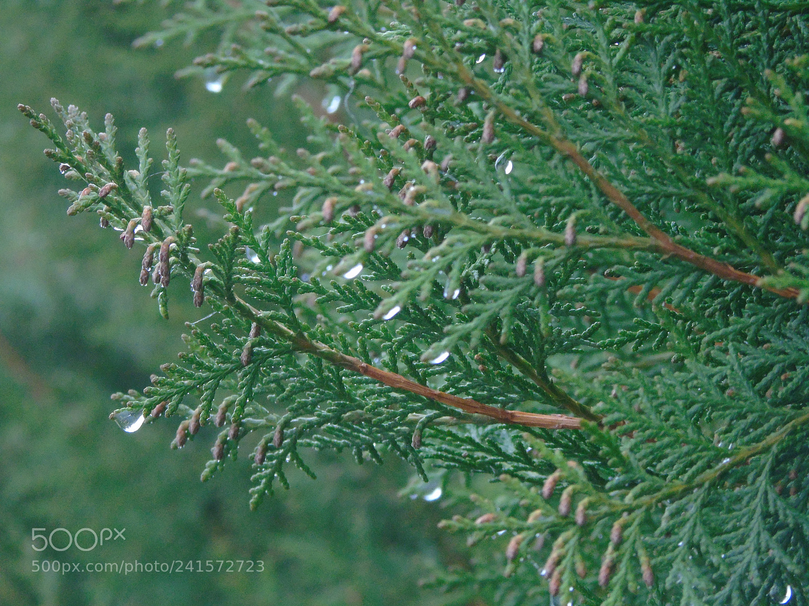Sony Cyber-shot DSC-H400 sample photo. +++++++ photography
