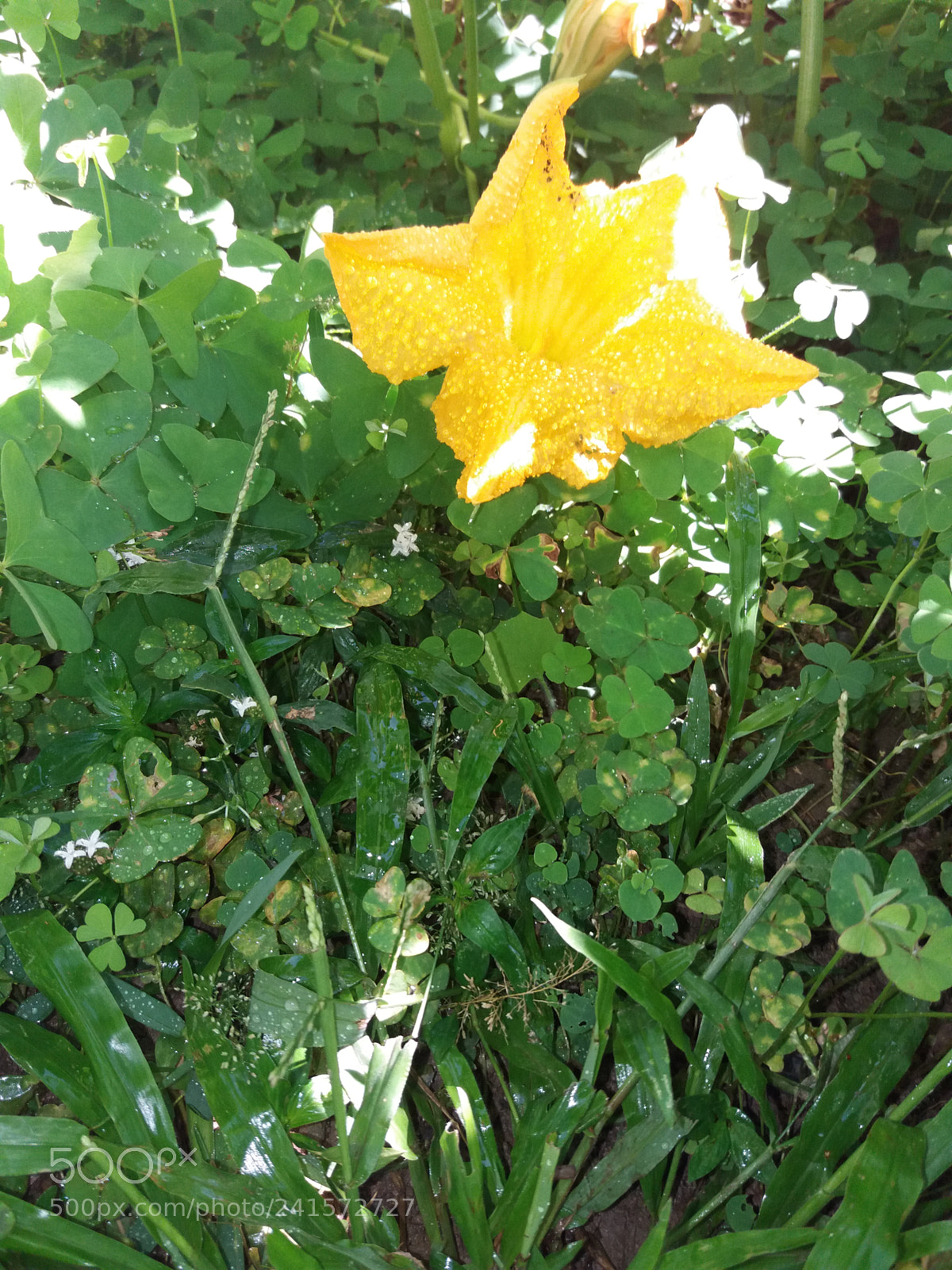 Samsung Galaxy J5(2016) sample photo. Pump king photography