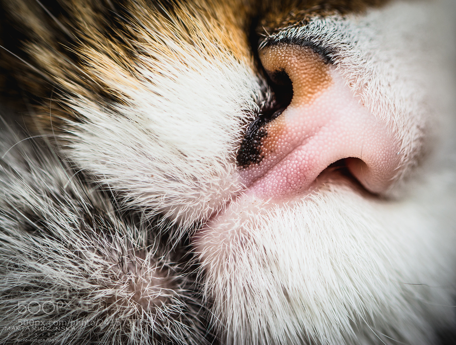 Nikon D7100 sample photo. A cat's nose photography