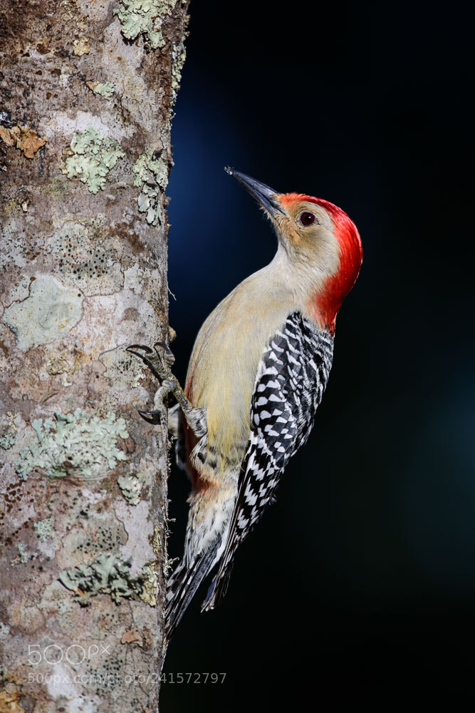 Nikon D810 sample photo. Red bellied woodpecker photography