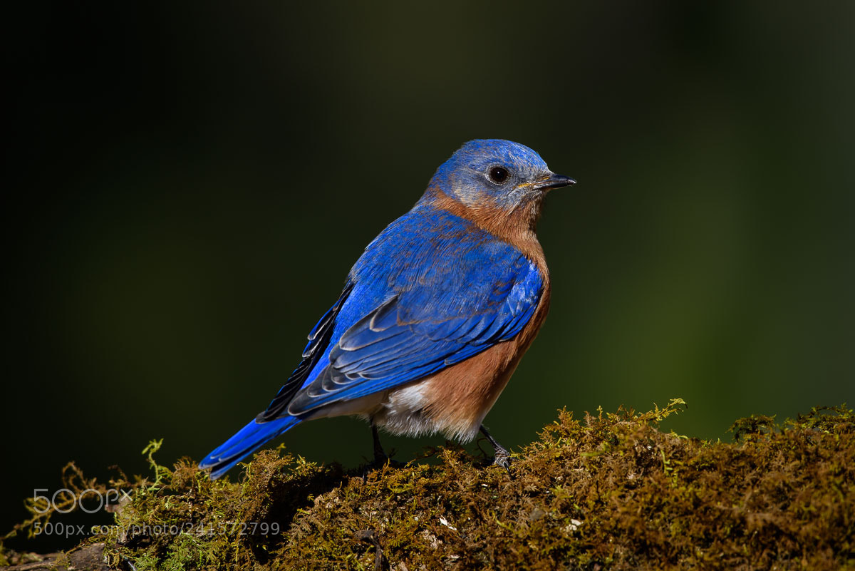 Nikon D810 sample photo. Bluebird photography