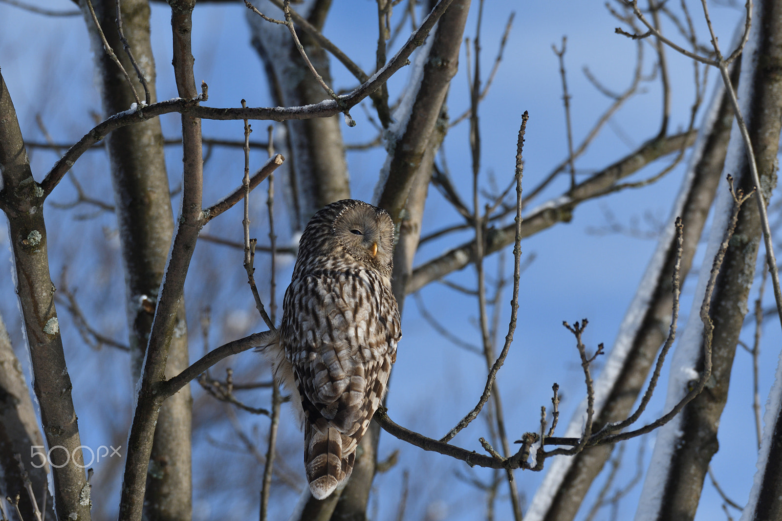 Sigma 150-600mm F5-6.3 DG OS HSM | S sample photo. Forest owl sitting on the branch in the winter photography