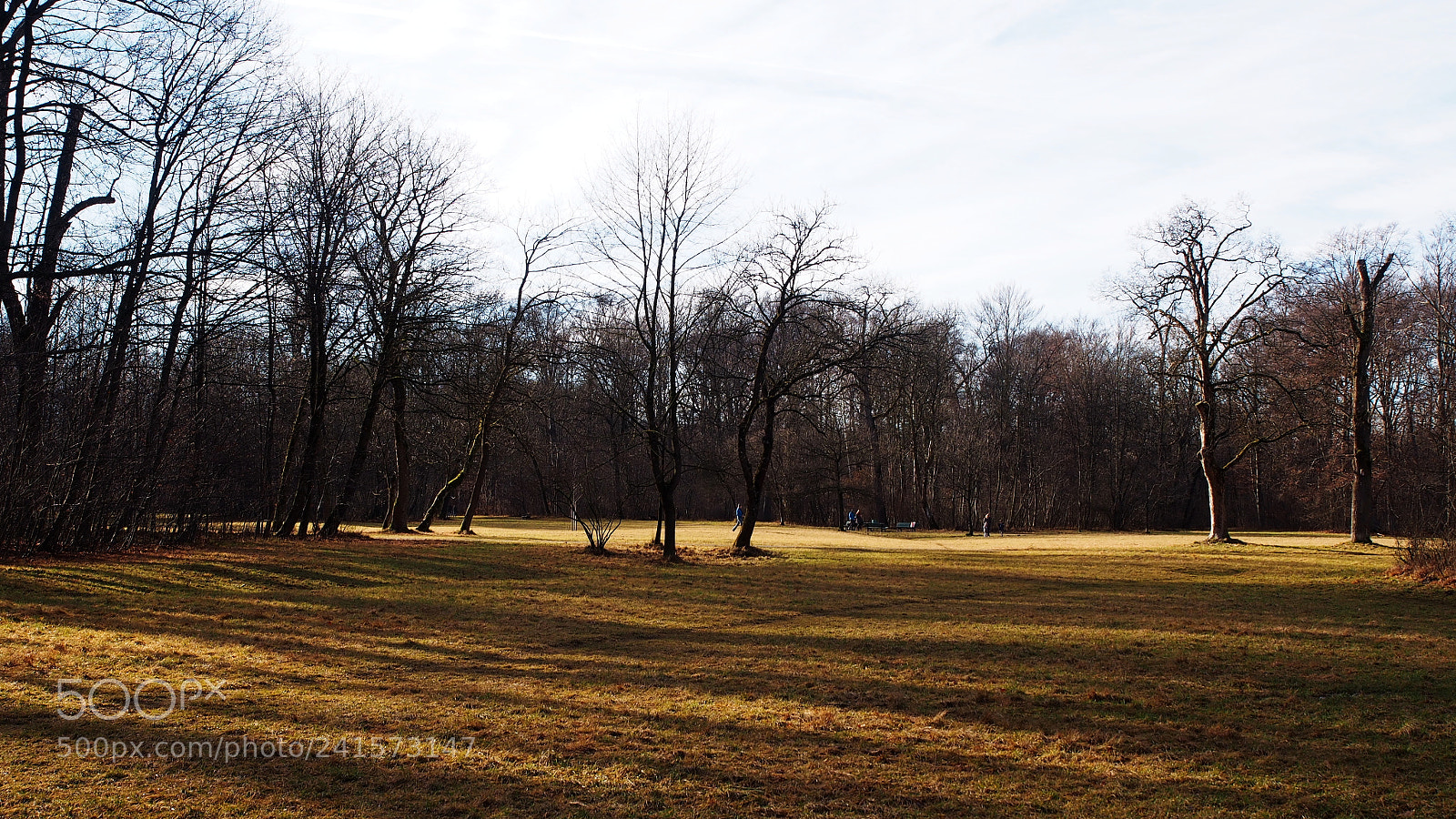 Olympus PEN E-PL5 sample photo. Park trees photography