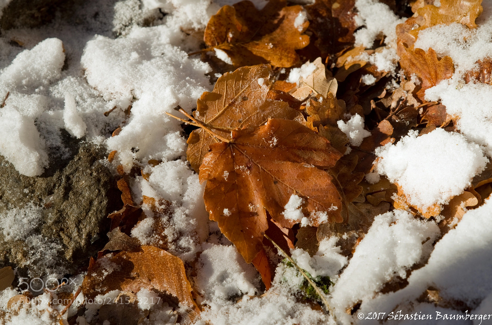 Pentax K-30 sample photo. Feuilles photography