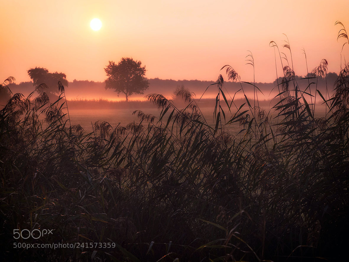 Panasonic Lumix DMC-GX8 sample photo. Morning glow photography