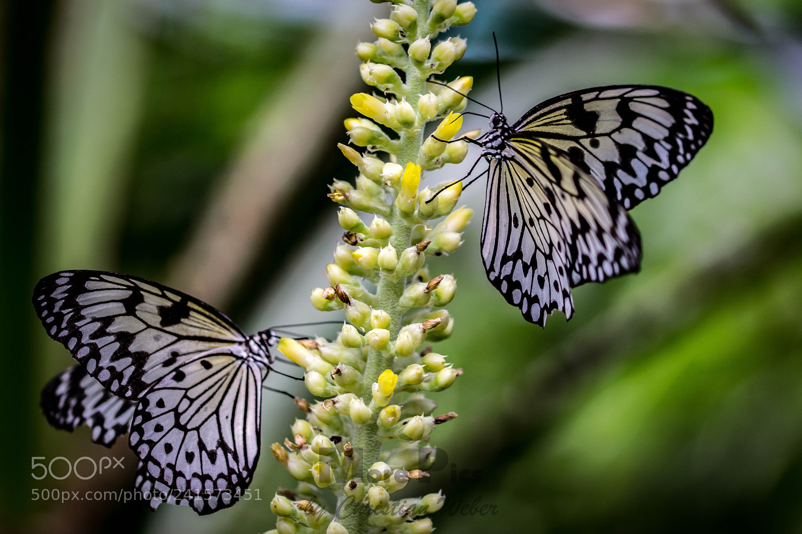 Sony SLT-A77 sample photo. Butterfly 2 photography