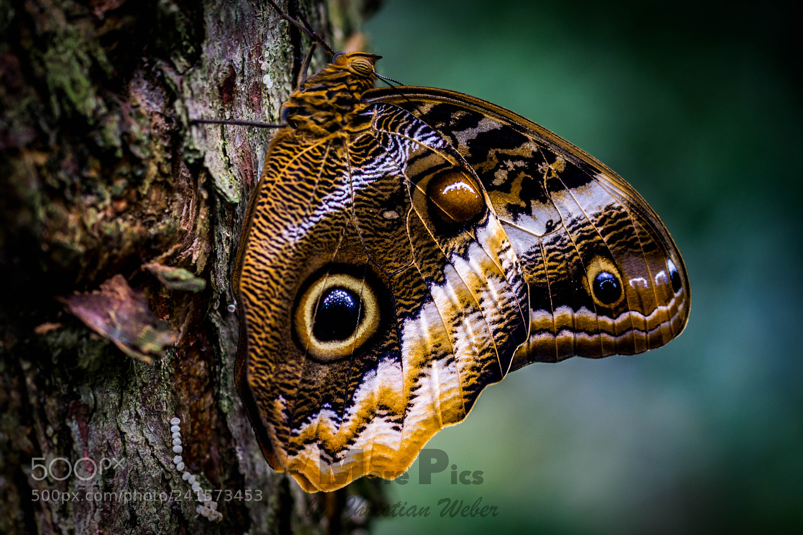 Sony SLT-A77 sample photo. Butterfly 1 photography
