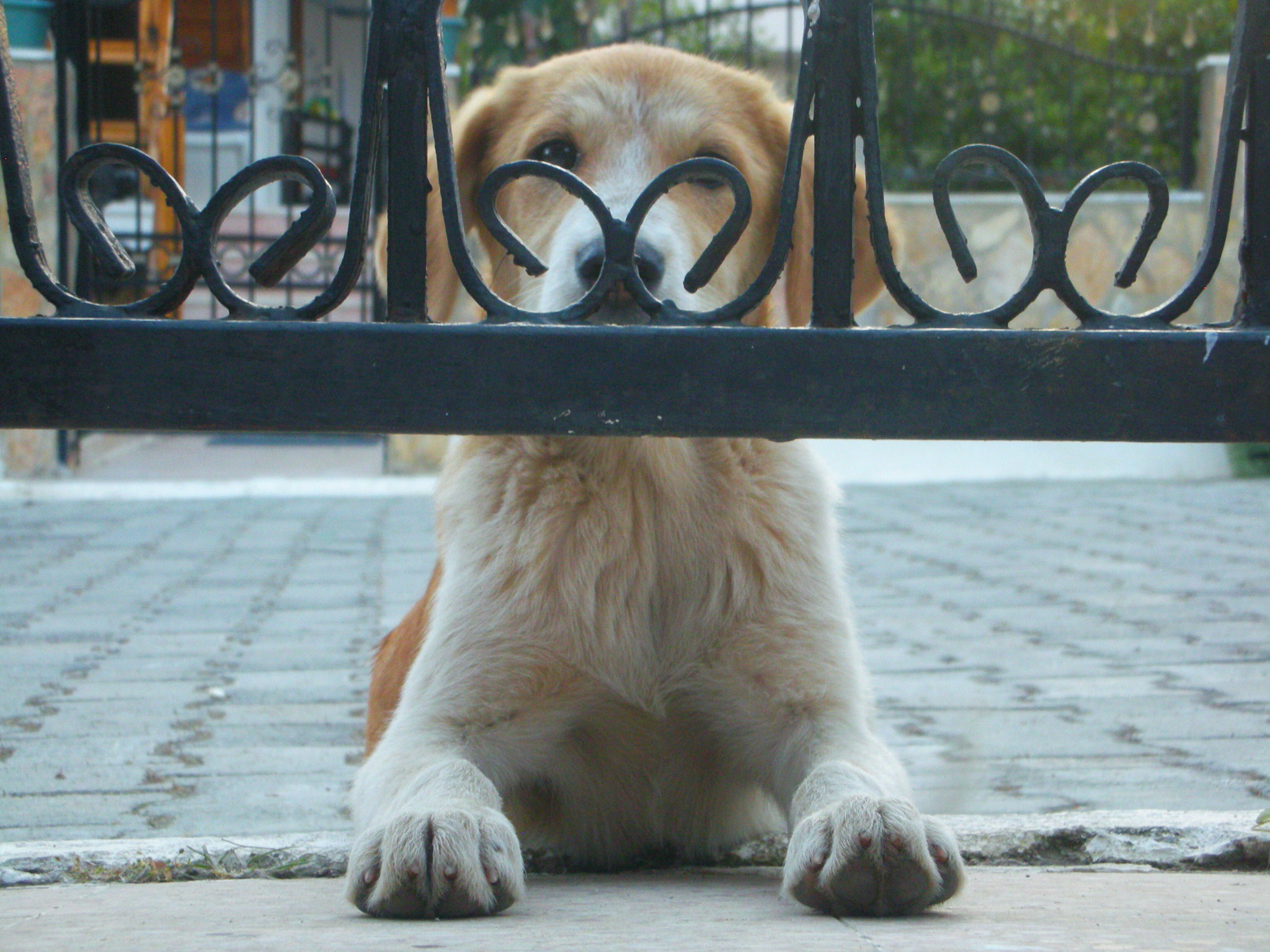 Nikon COOLPIX S8 sample photo. Dog photography