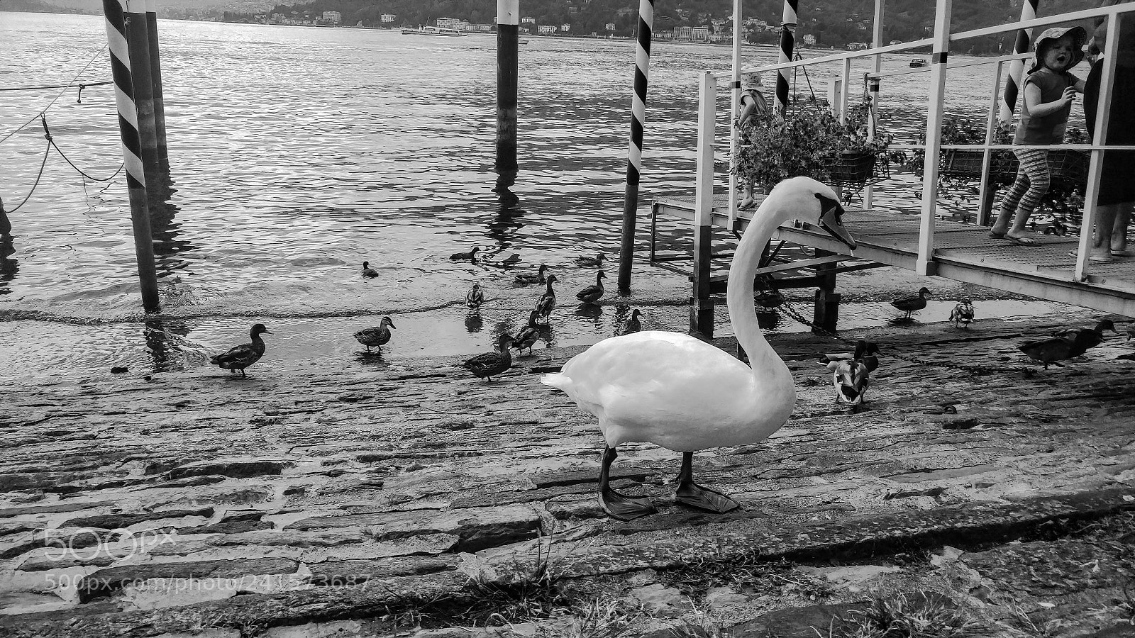 LG G5 sample photo. Swan photography
