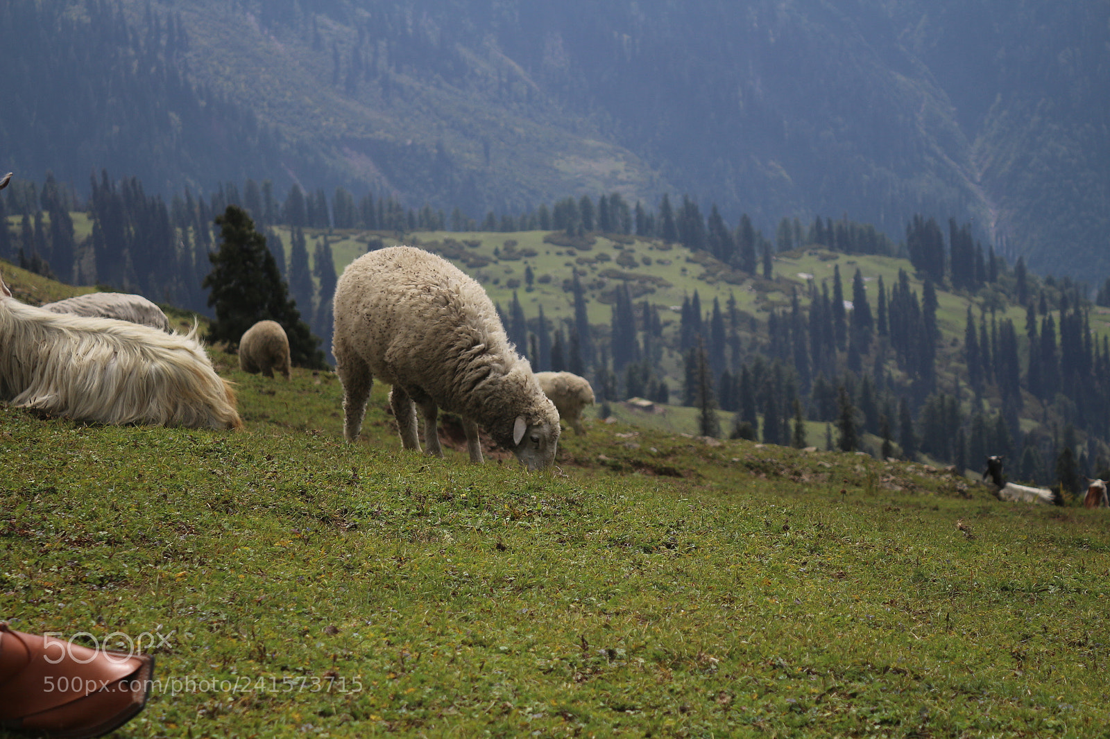 Canon EF-S 18-55mm F3.5-5.6 III sample photo. Sheep photography