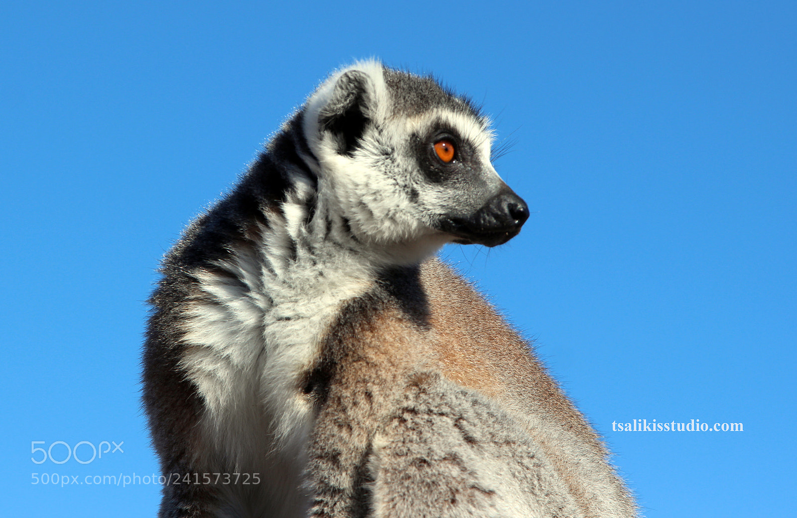 Canon EOS 600D (Rebel EOS T3i / EOS Kiss X5) sample photo. Lemur photography
