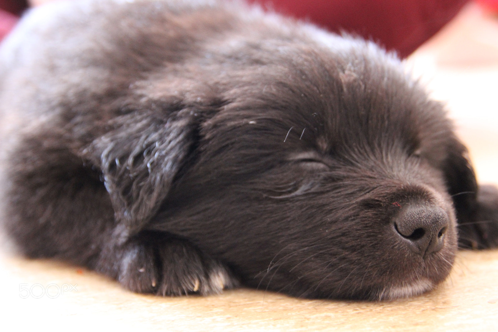Tamron AF 18-250mm F3.5-6.3 Di II LD Aspherical (IF) Macro sample photo. Sleeping little puppy photography