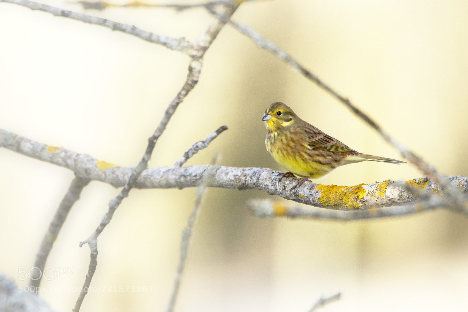 Nikon D810 sample photo. Emberiza citrinella photography